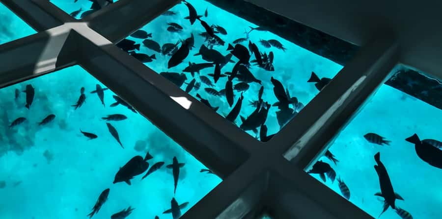 Sharm El Sheikh: Glass Bottom Boat Tour & Private Transfer - The glass-bottom format: comfortable, but it changes how you experience the reef