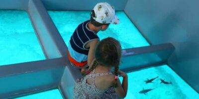 Sharm El Sheikh: Glass Bottom Boat Tour & Private Transfer - Near Garden and Far Garden: what you’ll likely spot (and what to ignore)