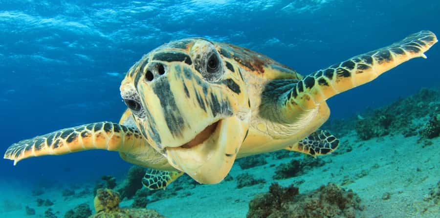 Sharm El Sheikh: Glass Bottom Boat Tour & Private Transfer - Value check: is $33 per person worth it?