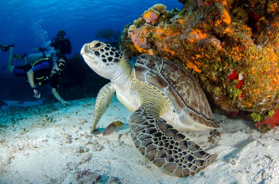 Sharm El-Sheikh: Guided Shore Scuba Diving at 2 Dives - Sharm El-Sheikh and the promise of real marine life