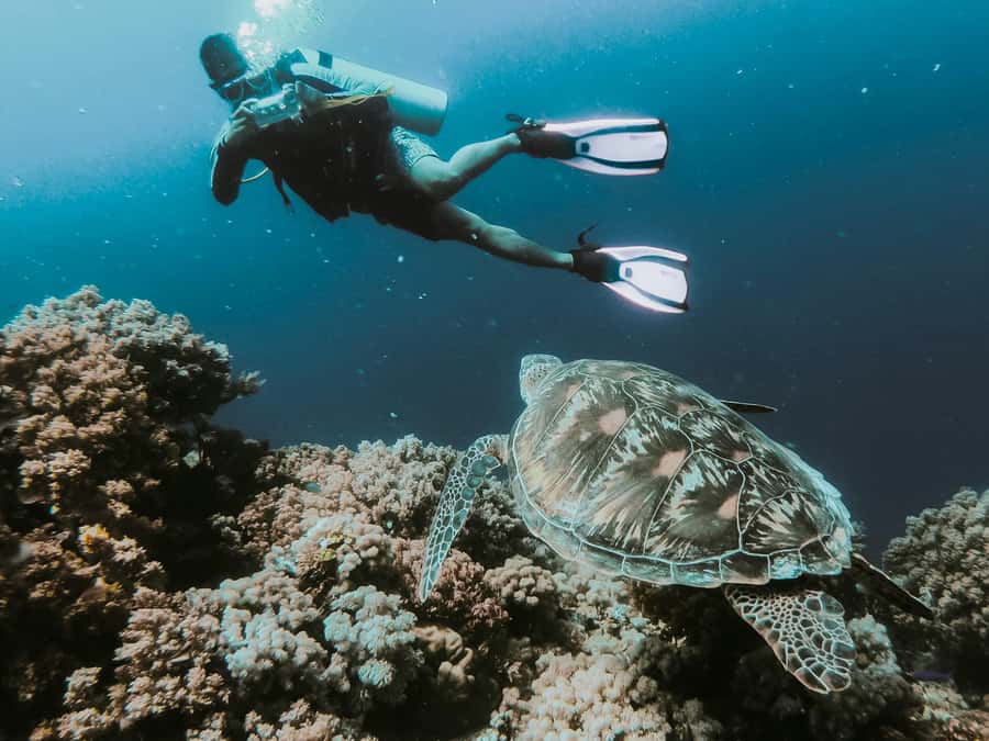 Sharm El-Sheikh: Guided Shore Scuba Diving at 2 Dives - Shore access and snorkel crowding: a real consideration