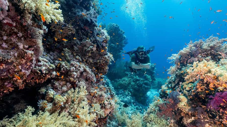 Sharm El-Sheikh: Guided Shore Scuba Diving at 2 Dives - Price and value: is $91 fair for two reef visits?