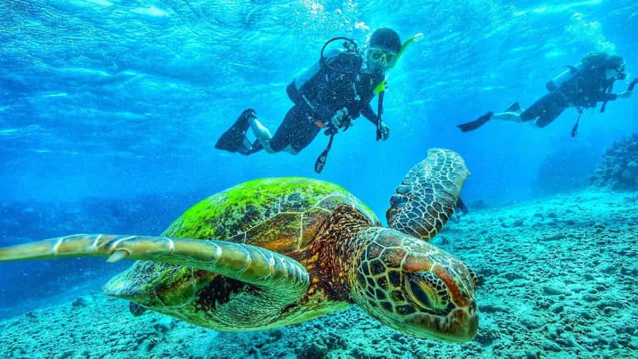 Sharm El-Sheikh: Guided Shore Scuba Diving at 2 Dives - Weather and schedule hiccups: plan for the sea’s mood