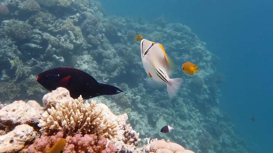 Sharm El Sheikh: Ras Mohamed and White island cruise - Key takeaways before you book