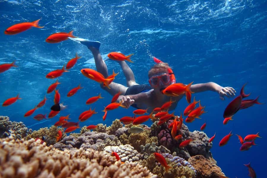 Sharm El Sheikh: Ras Mohamed Cruise with Snorkeling & Lunch - White Island: soft sand and shallow-water snorkeling (when tides allow)