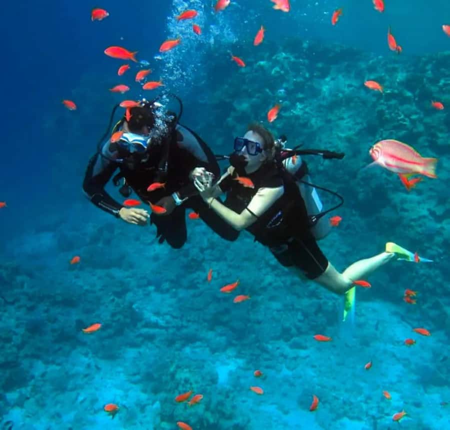 Sharm El Sheikh: Ras Mohamed & White Island Dive & Snorkel - Key Highlights You’ll Feel Right Away