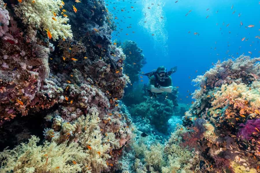 Sharm El Sheikh: Ras Mohamed & White Island Dive & Snorkel - White Island: The Sandbank That Feels Like a Movie Set