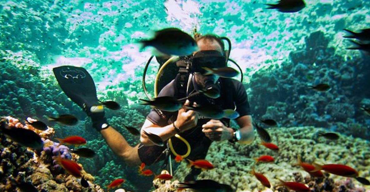 Sharm El Sheikh: Ras Mohamed & White Island Snorkel or Dive - Key highlights worth planning around