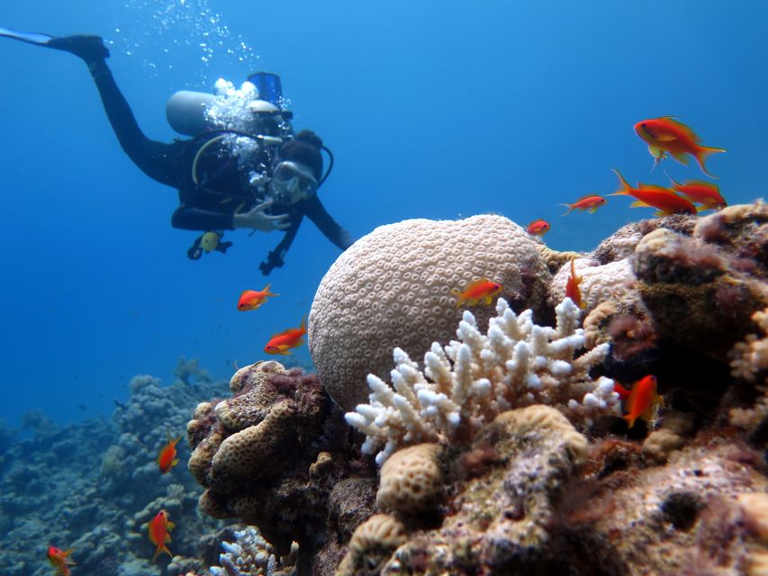 Sharm El Sheikh: Ras Mohamed & White Island Snorkel or Dive - Marine life you’ll actually hope to see