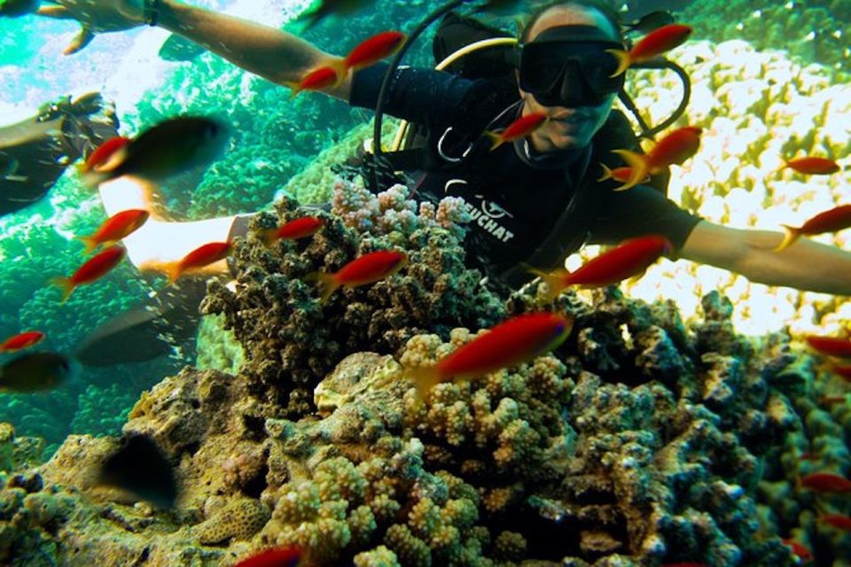 Sharm El Sheikh: Ras Mohamed & White Island Snorkel or Dive - Lunch onboard: the practical perk you’ll thank yourself for