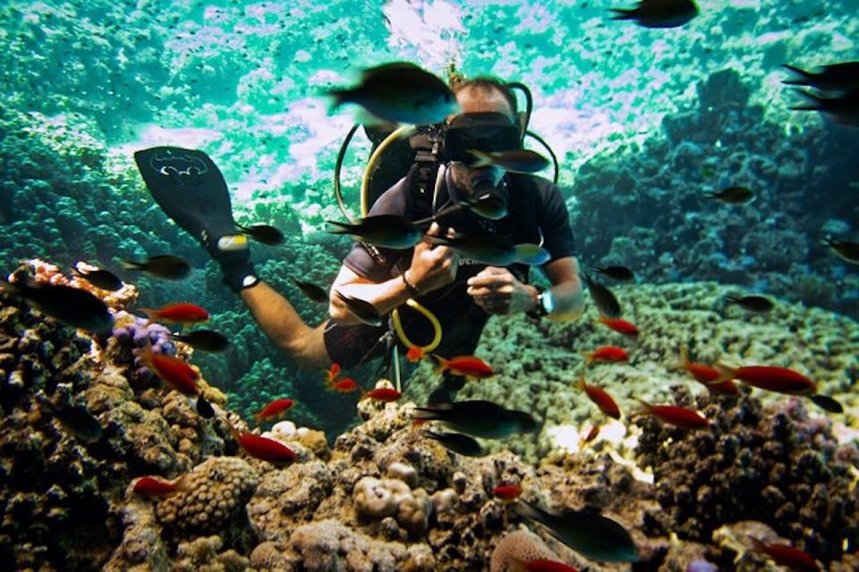 Sharm El Sheikh: Ras Mohamed & White Island Snorkel or Dive - Your choices: snorkeling, intro scuba, certified scuba, or night session