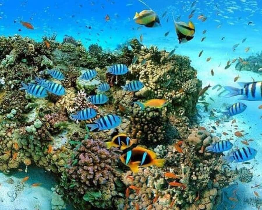 Sharm El Sheikh: Red Sea Scuba Diving Experience - Key Highlights That Make This Worth Your Time