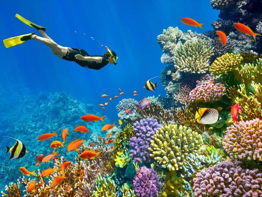 Sharm El Sheikh: Red Sea Scuba Diving Experience - Sharm El Sheikh’s Red Sea: Why This Area Works So Well