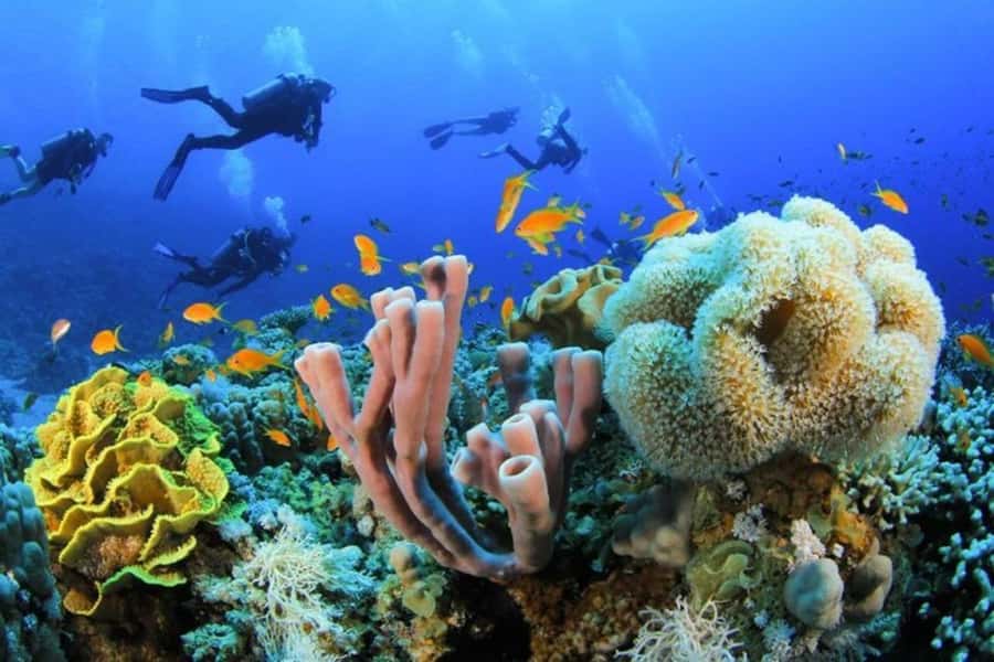 Sharm El Sheikh: Red Sea Scuba Diving Experience - Guided Underwater Time: Coral Reefs, Fish, and “Look Closely” Moments