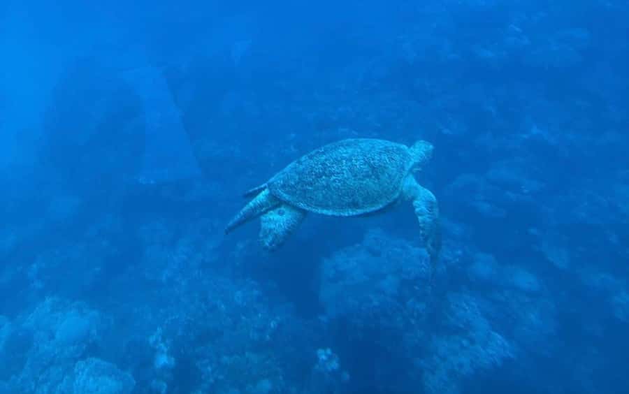 Sharm El-Sheikh: Seascope Submarine boat cruise with pickup - The Underwater Observation Deck: The Main Show