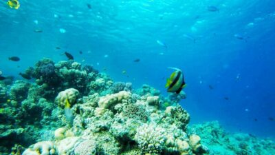 Sharm: Introductory Dive from the Shore & PADI Courses - Where It Starts: Fanar Beach (Hadaba) and Getting Ready