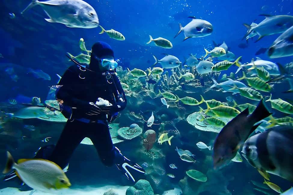Sharm: Introductory Dive from the Shore & PADI Courses - Optional Upgrade: PADI Open Water Course to 18m