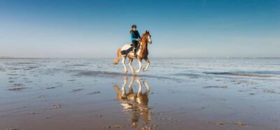Soma Bay: Horse Riding Beach and Desert Tour With Transfer - From Your Hotel to the Equestrian Center (The Part You’ll Actually Appreciate)