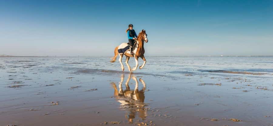 Soma Bay: Horse Riding Beach and Desert Tour With Transfer - From Your Hotel to the Equestrian Center (The Part You’ll Actually Appreciate)