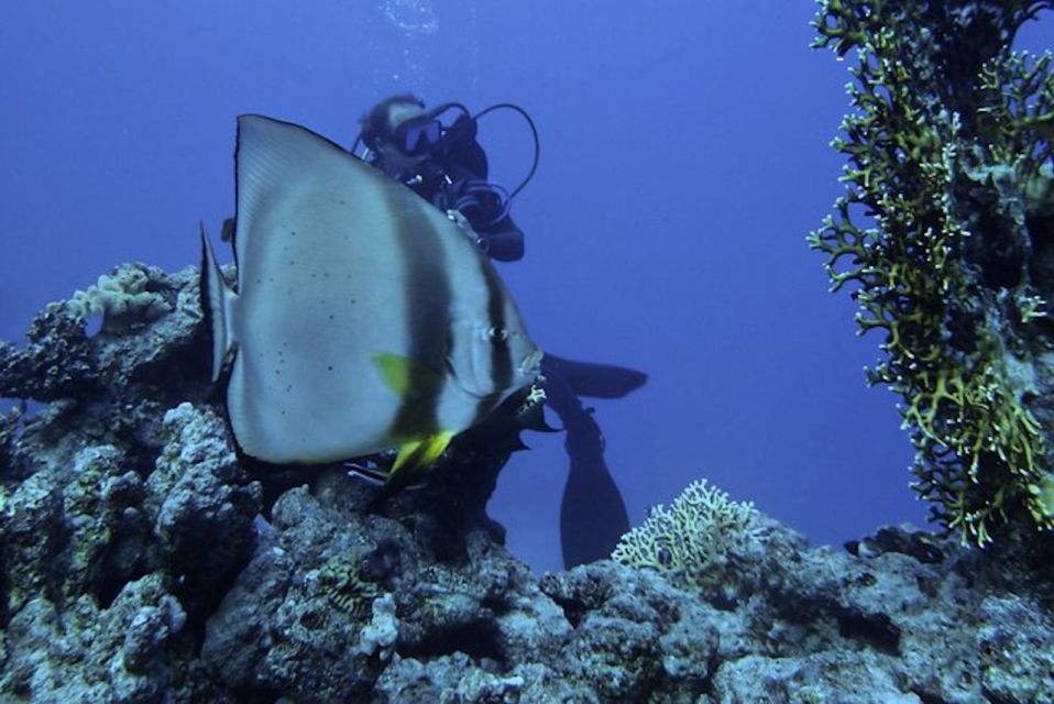 Tiran Island: Full-day Snorkeling, Diving Boat Trip - Sharm El Sheikh to the Boat: The Day Begins With Logistics