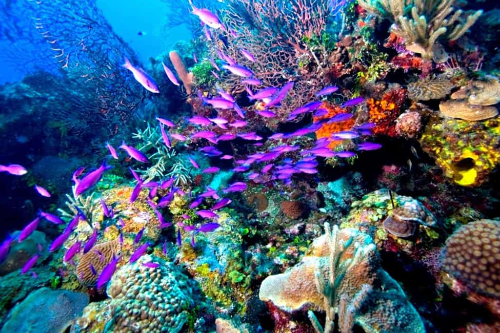 Tiran Island: Full-day Snorkeling, Diving Boat Trip - What to Bring (So You Don’t Waste Time In the Sun)
